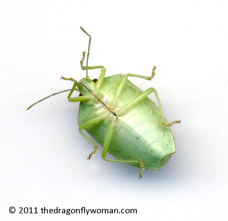 stink-bug.jpg