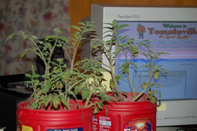 6073_tomato_cuttings_pictures_001.jpg