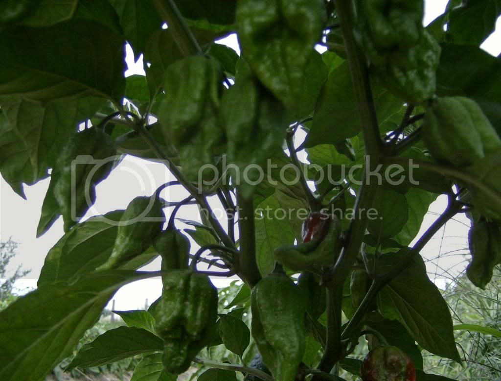 Bhut4.jpg