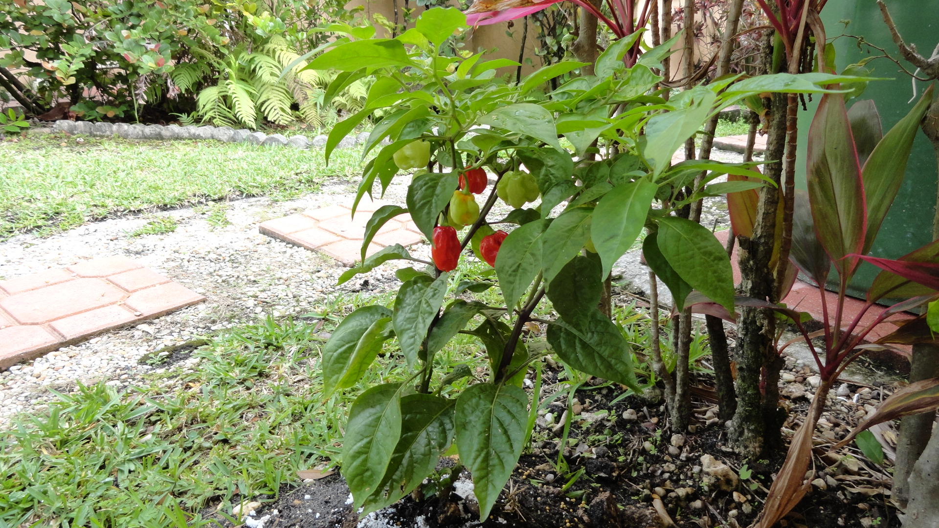 habanero%20(1).jpg