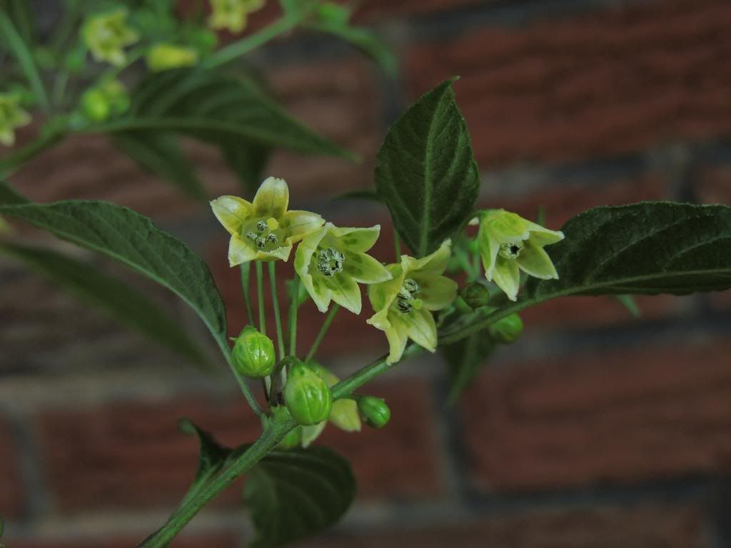 DSCN6248.jpg