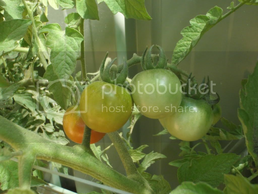 tomato019.jpg