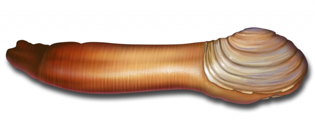 Geoduck2-1024x430.jpg