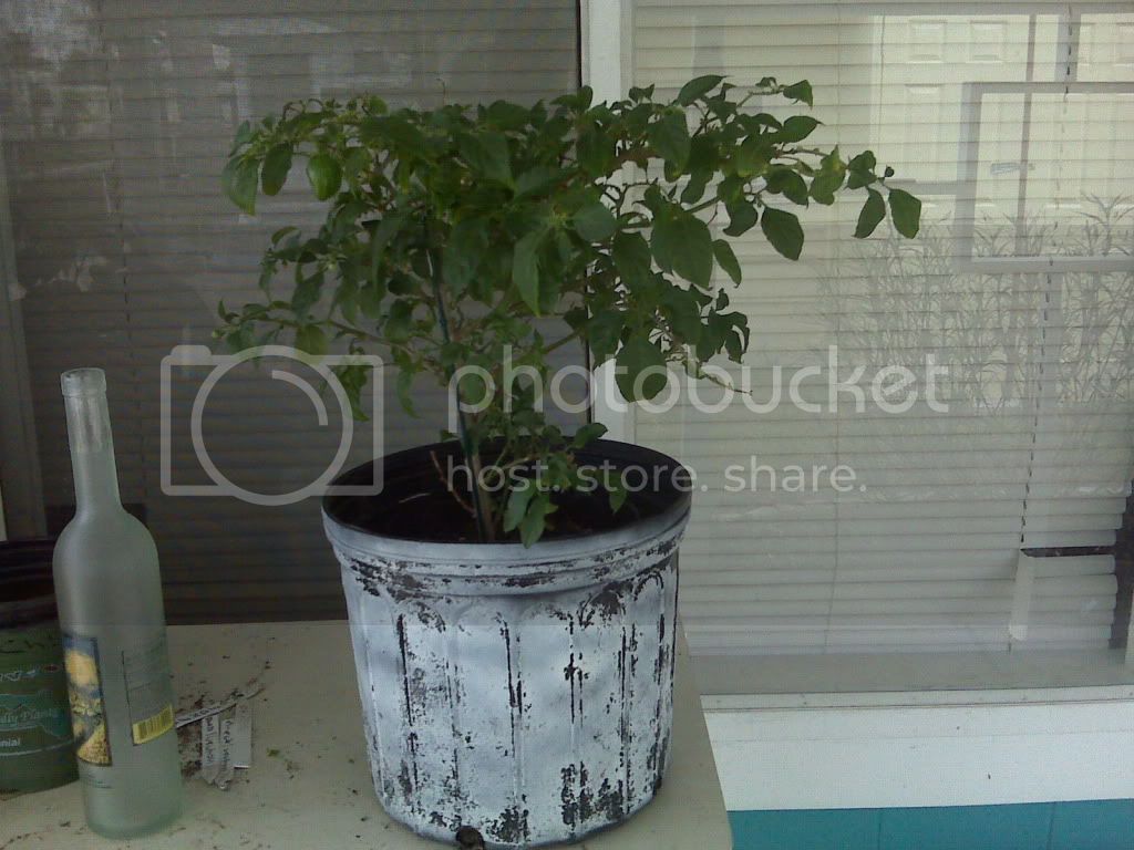 IMG00062.jpg