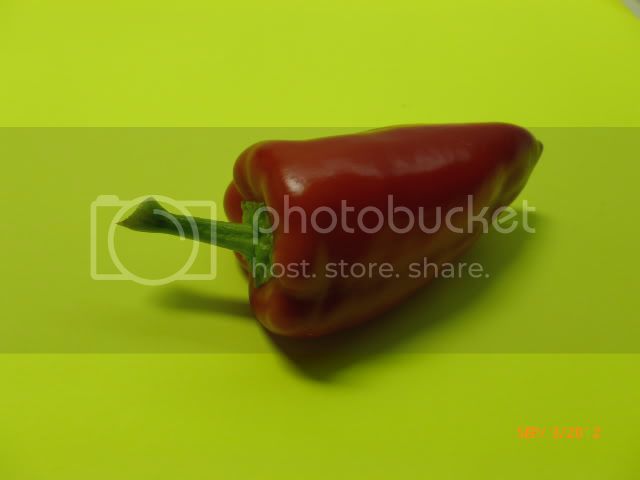 Paracinka-VladanSmiciklas-RainbowChiliSeedsP1010235.jpg