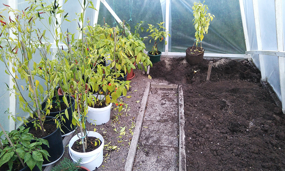 greenhouse22102016.jpg