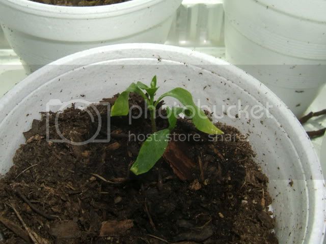 Peppers003-2.jpg