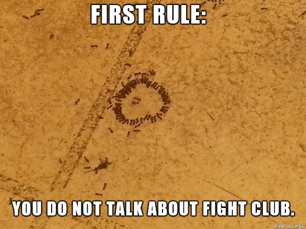 first-rule-of-fight-club-55440.jpg