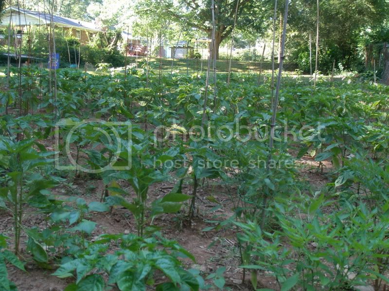 6-2-12Garden.jpg