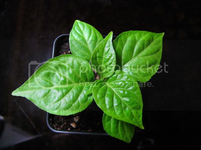 BhutJolokia_Pat_020610.jpg