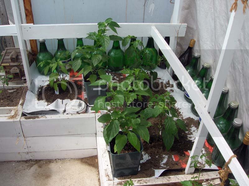 greenhouse009.jpg