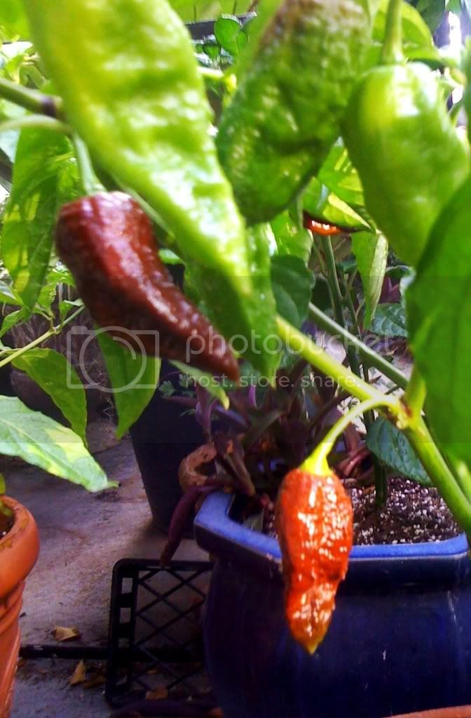 ChocolateBhutJolokia.jpg