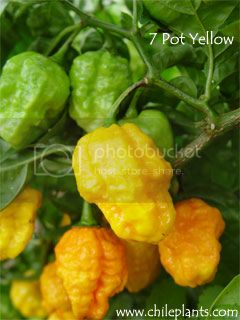 7-pot-yellow-pepper-plants_zps2a59a45d.jpg