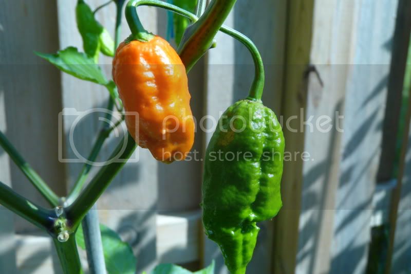 BhutJolokiaxCGalapagoense-VladanSmiciklas-rainbowchiliseedsP1040881.jpg