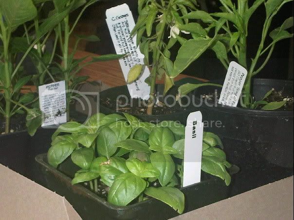 secretz' 2k10 grow log