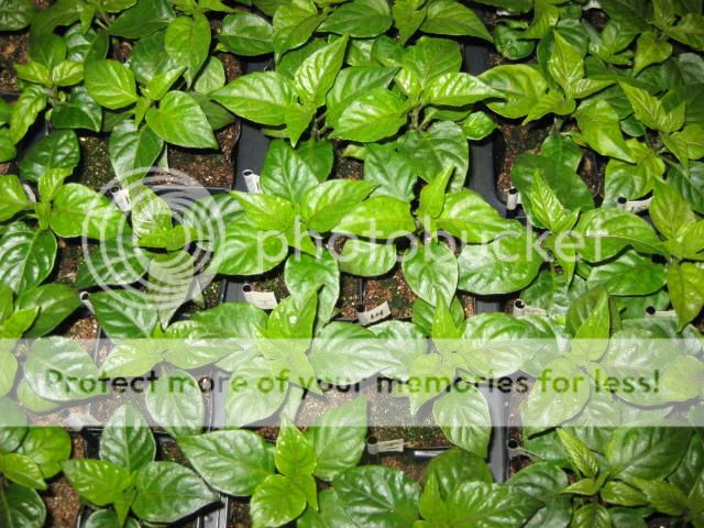 seedlings2012006.jpg