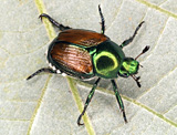 japanese-beetle-adult.jpg