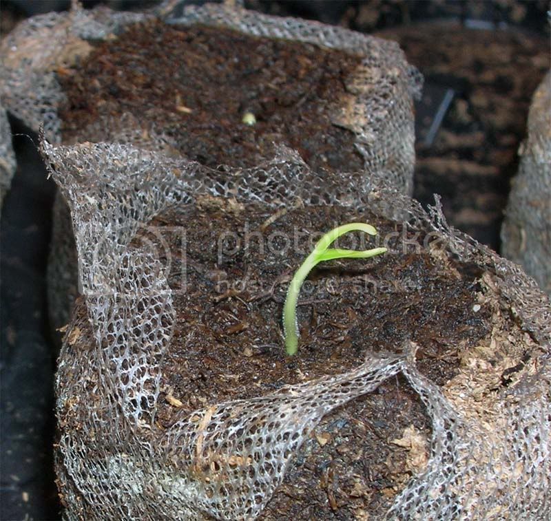 DorsetNagaseedling.jpg