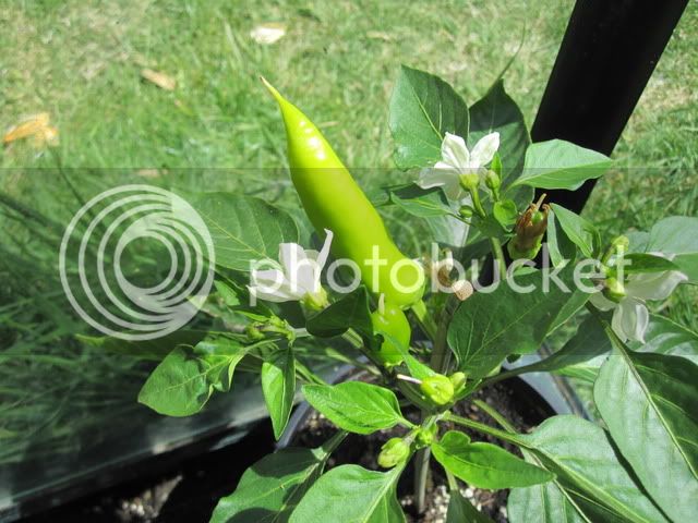 Chillismay2011006.jpg