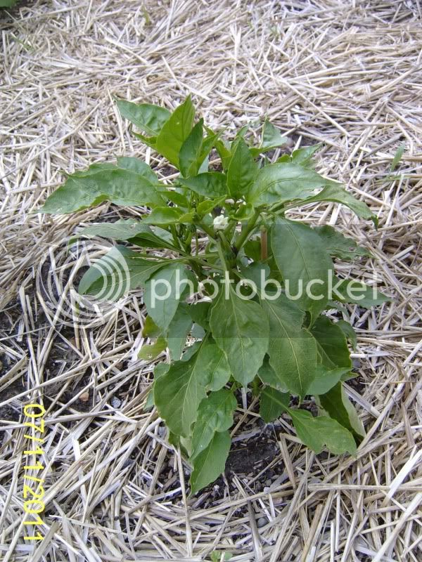 CommunityGarden-JoeEParkerpepper7-11-11.jpg