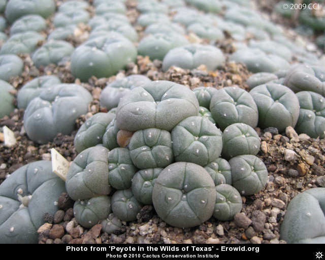 peyote_article4_006.jpg