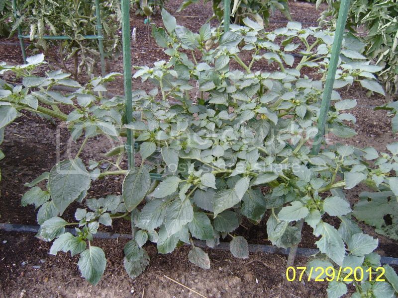 Tomatilloplant7-29-12.jpg