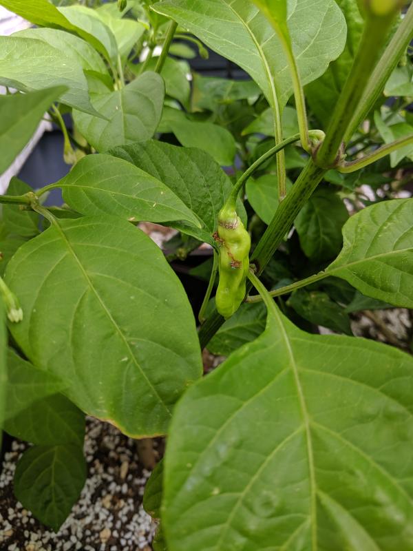 plant-of-the-unknown-pepper.jpg