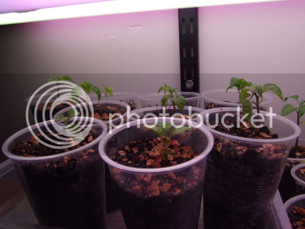 lightsplants009.jpg