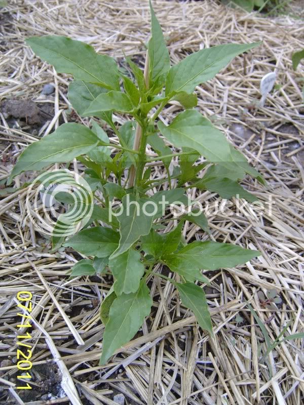 CommunityGarden-Sandiapepper7-11-11.jpg