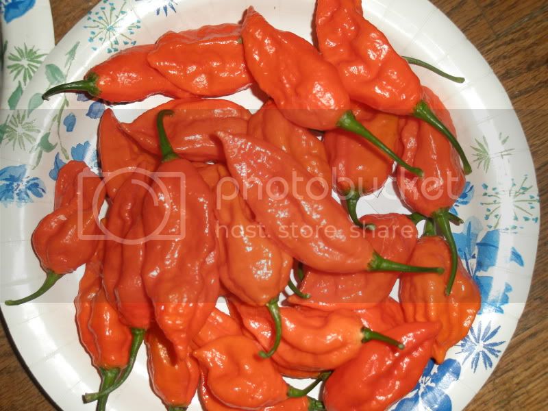 10-28-10BhutJolokia.jpg