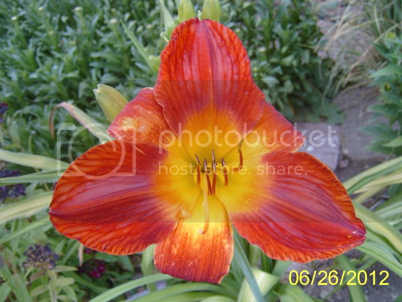 ScarletPansyDaylily6-26-12.jpg