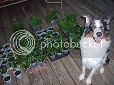 PlantswithWatchDog5-18-09.jpg