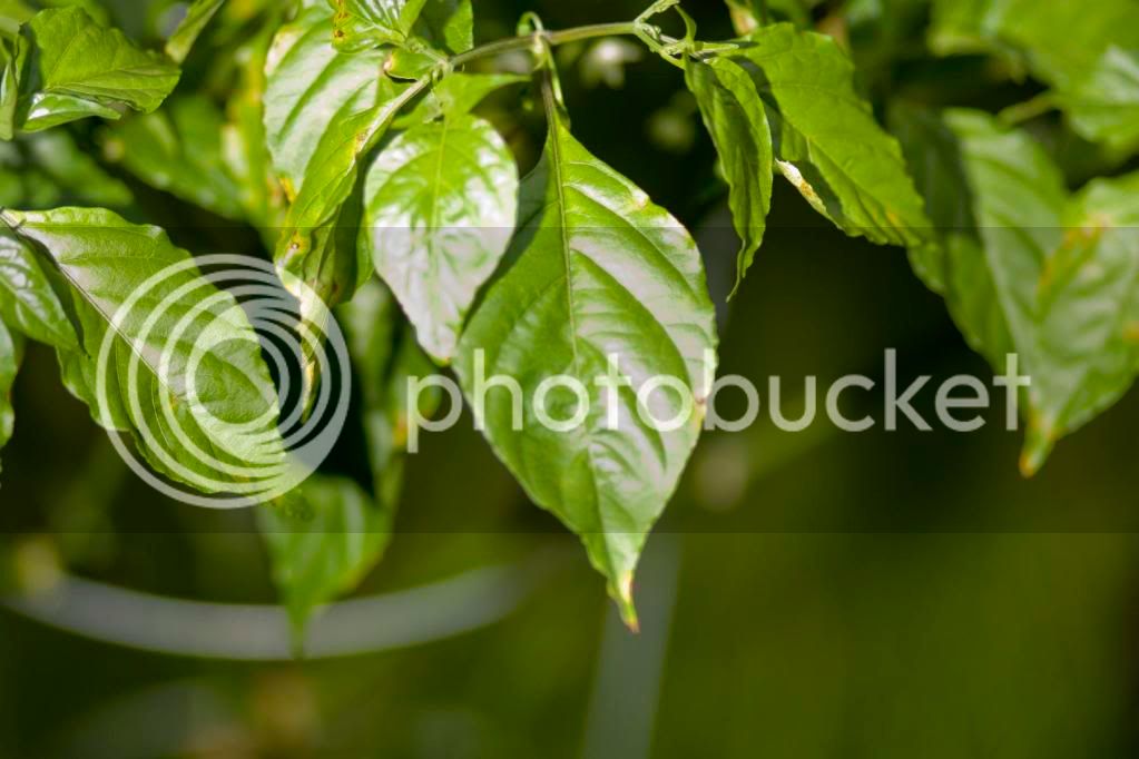 bhutjolokia1of2.jpg