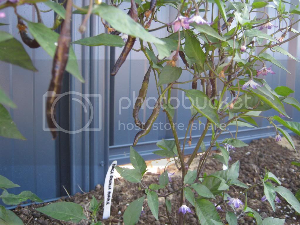 Gardenrecovery016.jpg