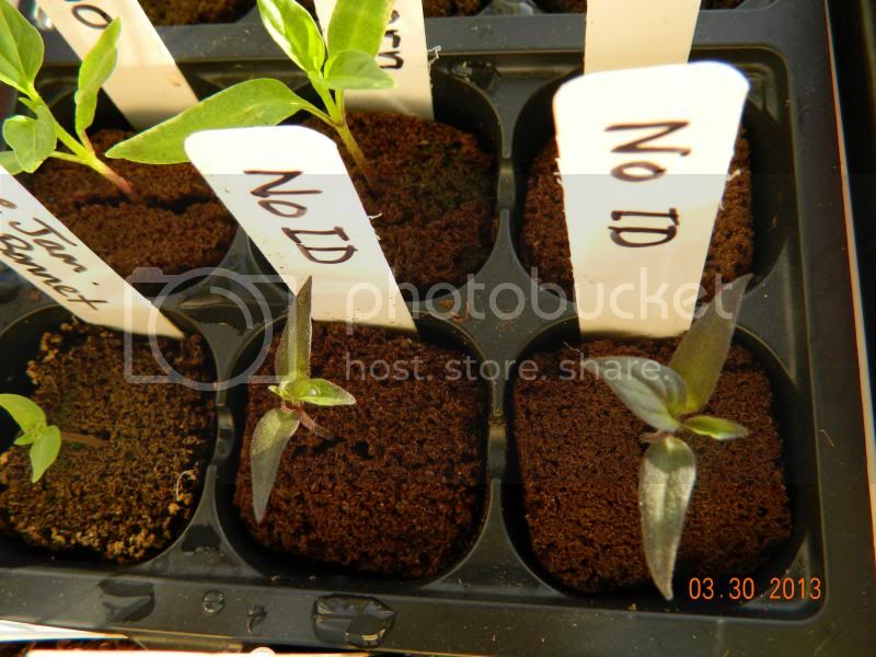 CheiroRoxaNoIDsprouts3-30-13_zps750fdd2a.jpg