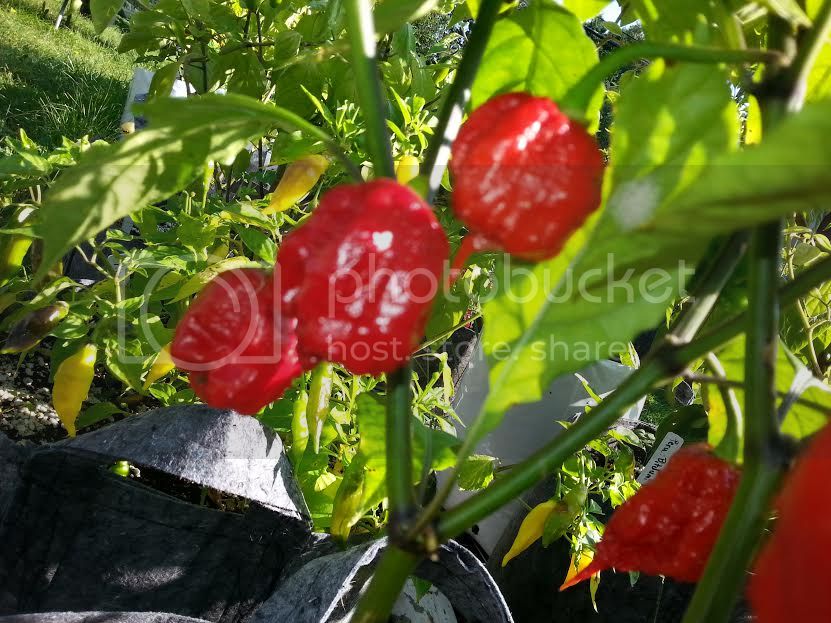 09.02.16%20Reaper_zpscsxtznkm.jpg