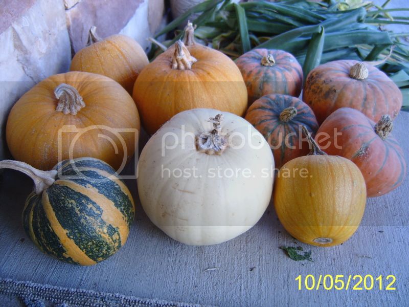 Pumpkins.jpg