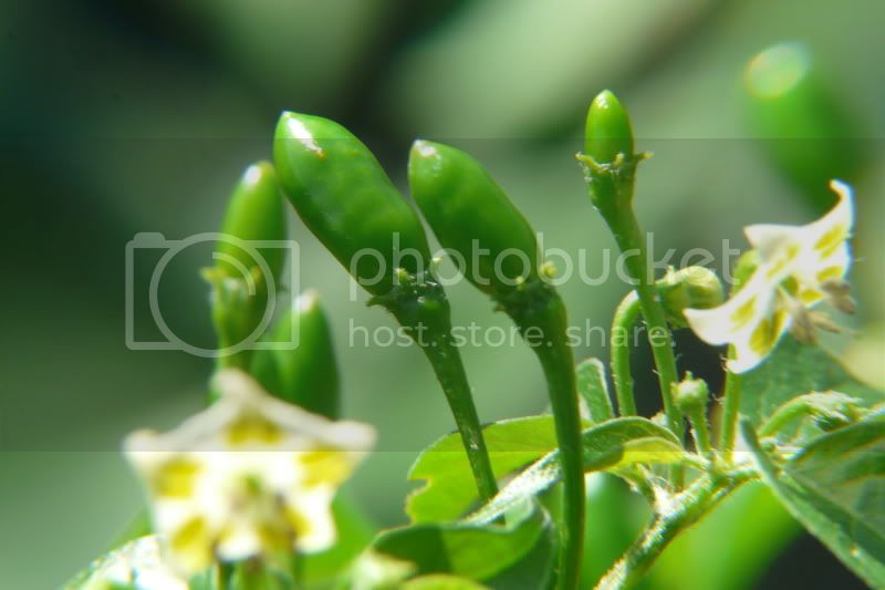 WildBaccatum-VladanSmiciklas-RainbowChiliSeedsP1070004.jpg