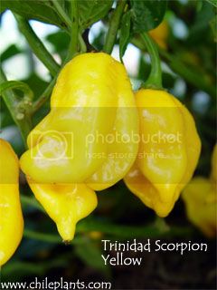 trinidad-scorpion-yellow-pepper-plants_zps5cceac36.jpg