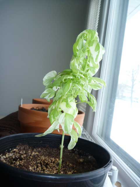 basil20110115.jpg