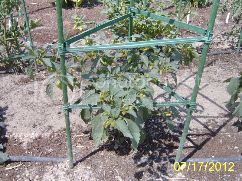 Tomatilloplant7-17-12.jpg