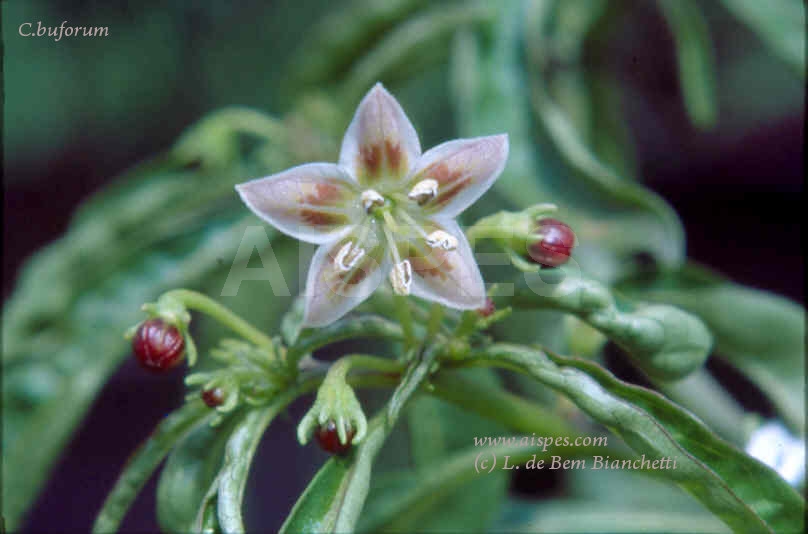 c.buforum(Eug.Lefevre)-flor1F.jpg