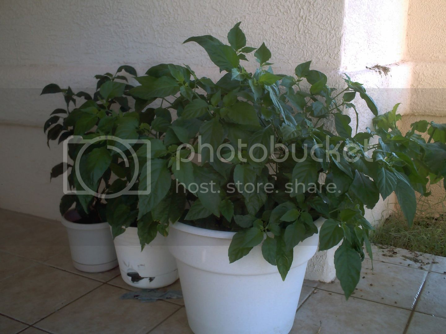 bhut2012001.jpg