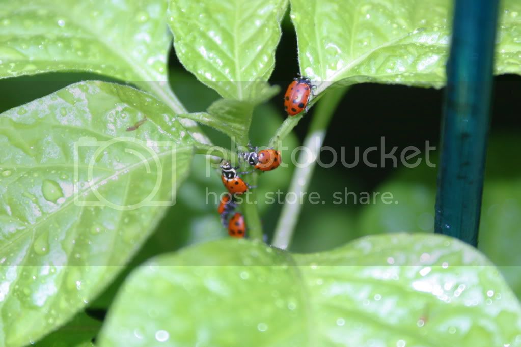 LadybugsDragonboatHula011.jpg