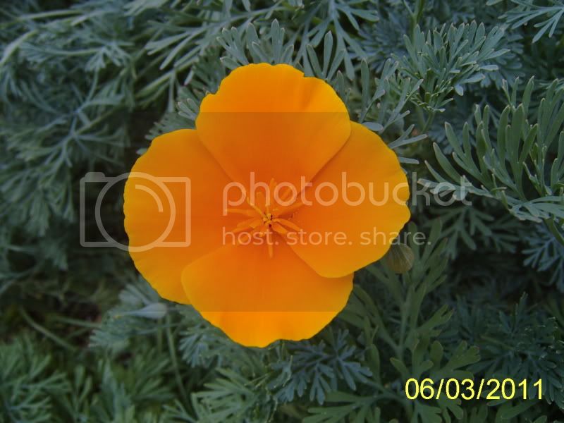 Californiapoppybloom11.jpg