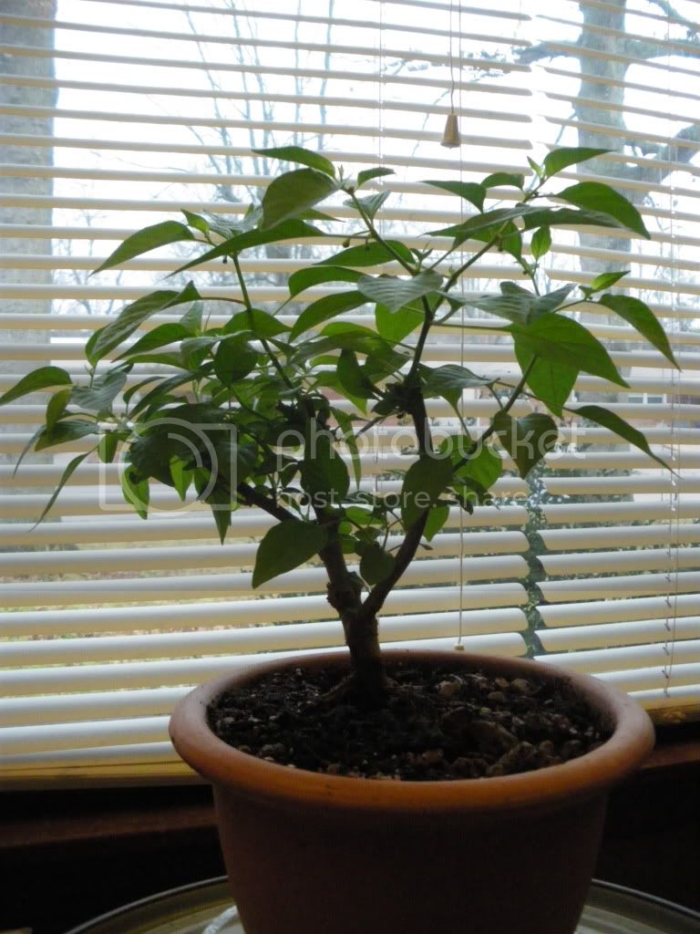 IMGP2570.jpg