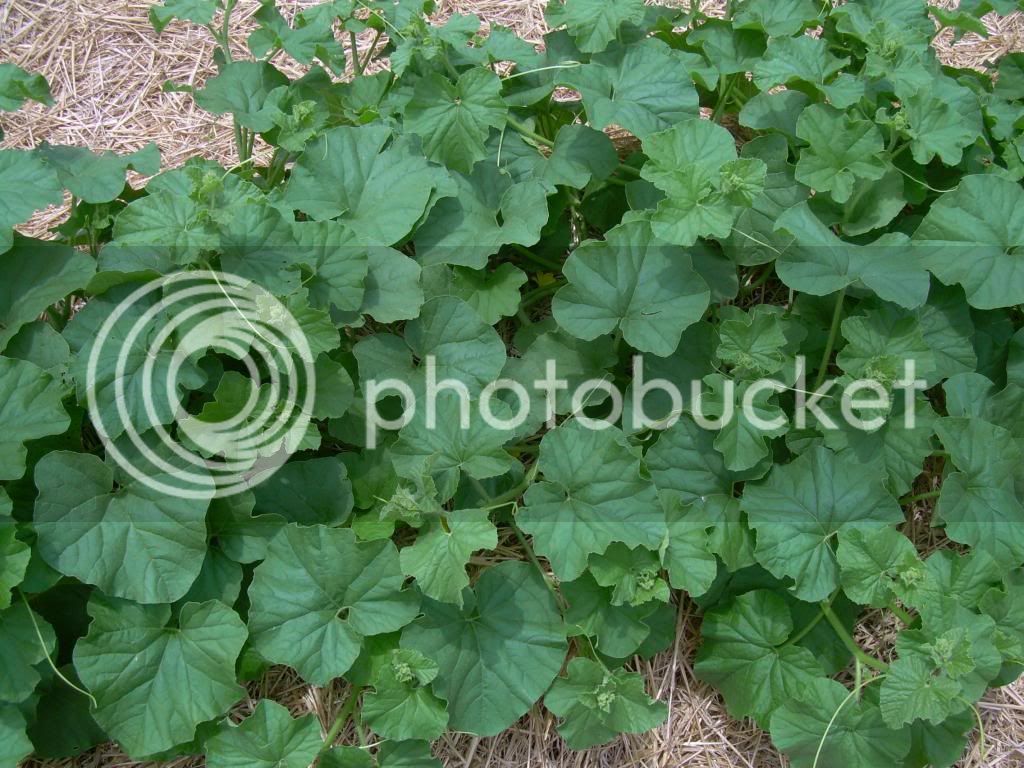 Cantaloupe6-28-13_zps9cd23e19.jpg