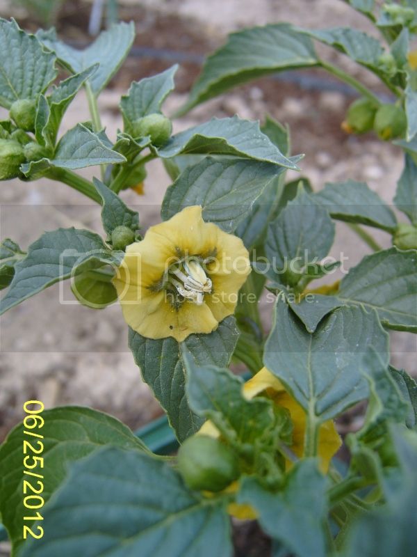 Tomatillobloom6-25-12.jpg