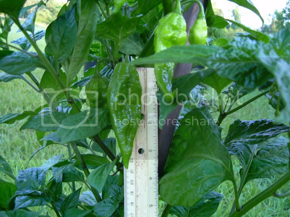 Fatalii2-Pods_6-20-09.jpg