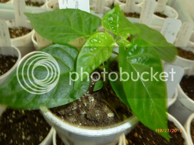 MiliHabanero-VladanSmiciklas-RainbowChiliSeedsP1010660.jpg